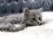 マンチカン(長足)【鹿児島県・男の子・2025年5月1日・ブルー】の写真2