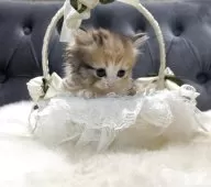 ミヌエット(長足)【鹿児島県・女の子・2025年11月4日・キャリコ】の写真2