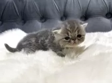 エキゾチックショートヘア【鹿児島県・女の子・2025年11月16日・ブルータビー】の写真3