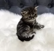 エキゾチックショートヘア【鹿児島県・女の子・2025年11月16日・ブラウンタビー】の写真3