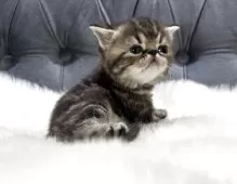 エキゾチックショートヘア【鹿児島県・女の子・2025年11月16日・ブラウンタビー】の写真4