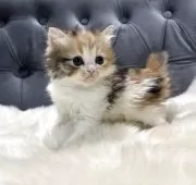 ミヌエット(長足)【鹿児島県・女の子・2025年11月4日・キャリコ】の写真4