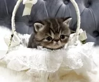 エキゾチックショートヘア【鹿児島県・男の子・2025年11月16日・ブラウンタビー】の写真4