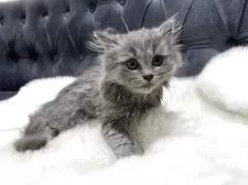 マンチカン(長足)【鹿児島県・男の子・2025年5月1日・ブルー】の写真4