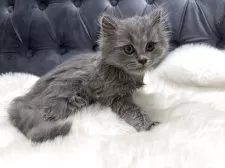 マンチカン(長足)【鹿児島県・男の子・2025年5月1日・ブルー】の写真6