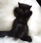 エキゾチックショートヘア【鹿児島県・男の子・2025年5月18日・ブラックスモーク】の写真5