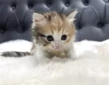 ミヌエット(長足)【鹿児島県・女の子・2025年11月4日・キャリコ】の写真7