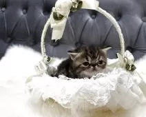 エキゾチックショートヘア【鹿児島県・女の子・2025年11月16日・ブラウンタビー】の写真7