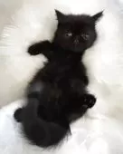 エキゾチックショートヘア【鹿児島県・男の子・2025年5月18日・ブラックスモーク】の写真6