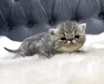 エキゾチックショートヘア【鹿児島県・女の子・2025年11月16日・ブルータビー】の写真7