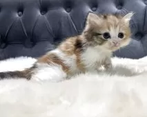 ミヌエット(長足)【鹿児島県・女の子・2025年11月4日・キャリコ】の写真8