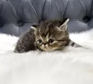 エキゾチックショートヘア【鹿児島県・男の子・2025年11月16日・ブラウンタビー】の写真9