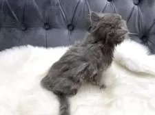 マンチカン(長足)【鹿児島県・男の子・2025年5月1日・ブルー】の写真9