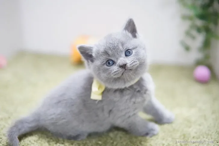 ID:2112-01327の子猫