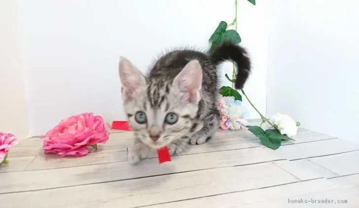 ID:1907-00176の子猫