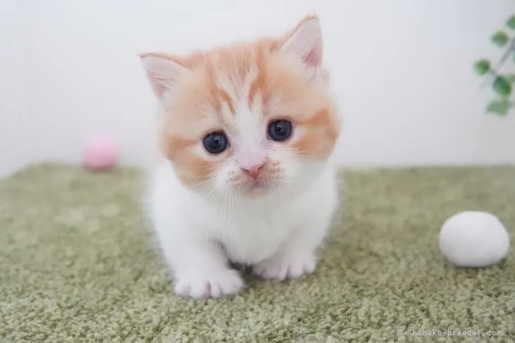 ID:2110-00946の子猫