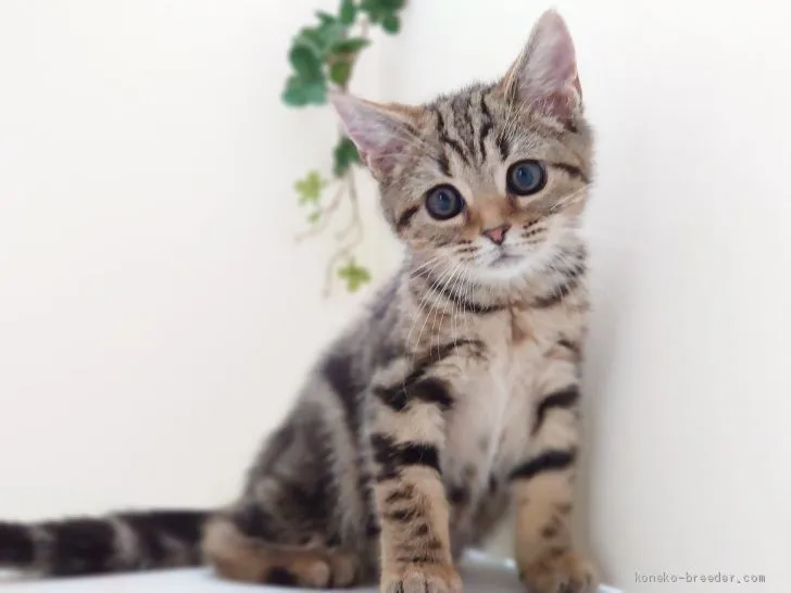 ID:2007-00871の子猫