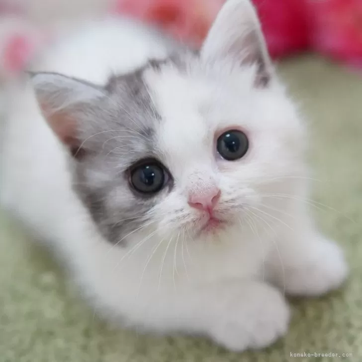 ID:2408-02521の子猫