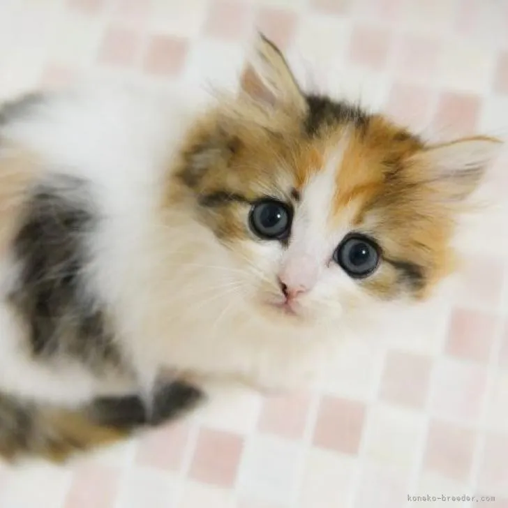 E.M 様のお迎えした子猫