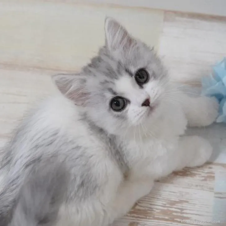 ID:2302-00202の子猫