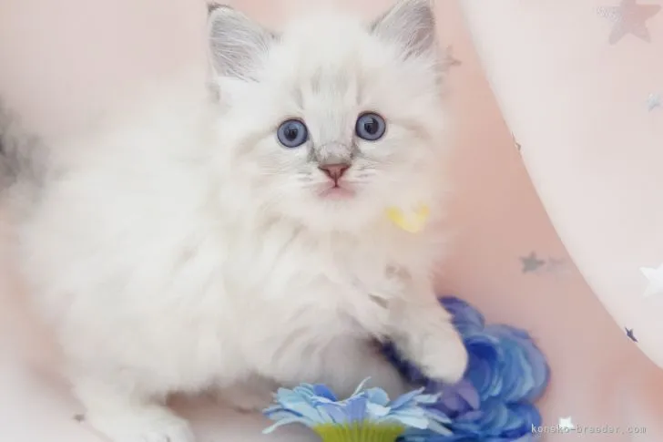 ID:2104-01379の子猫