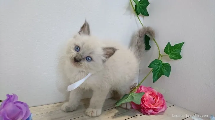 ID：1907-00264の子猫
