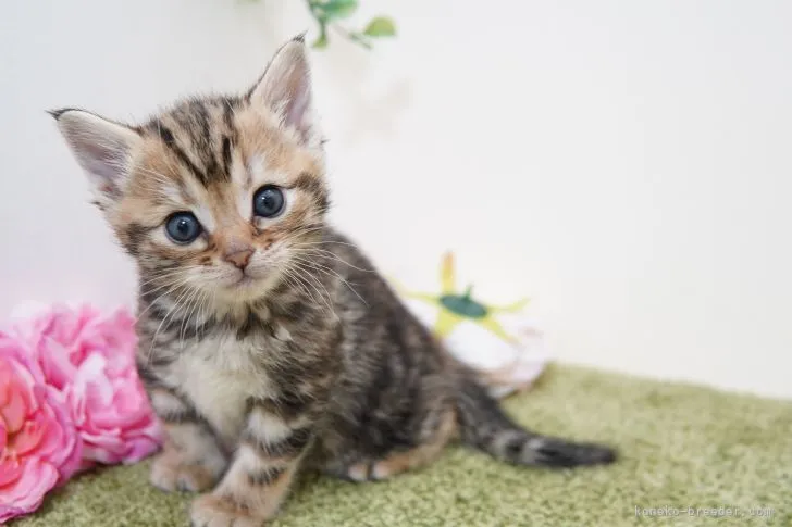 ID：2204-02047の子猫