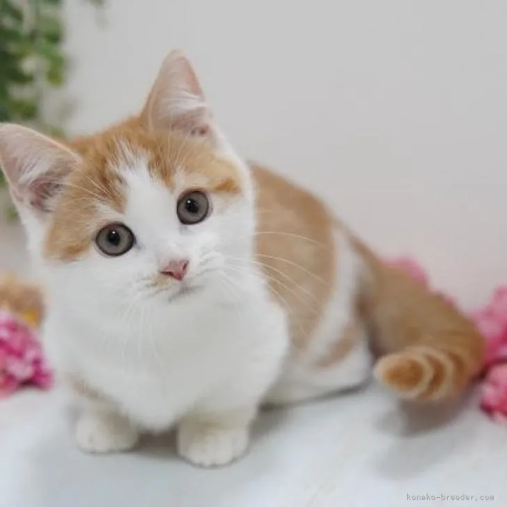 ID：2211-00069の子猫