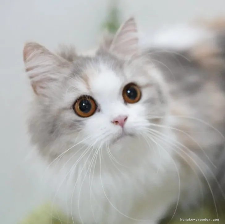 ID:2309-02784の子猫