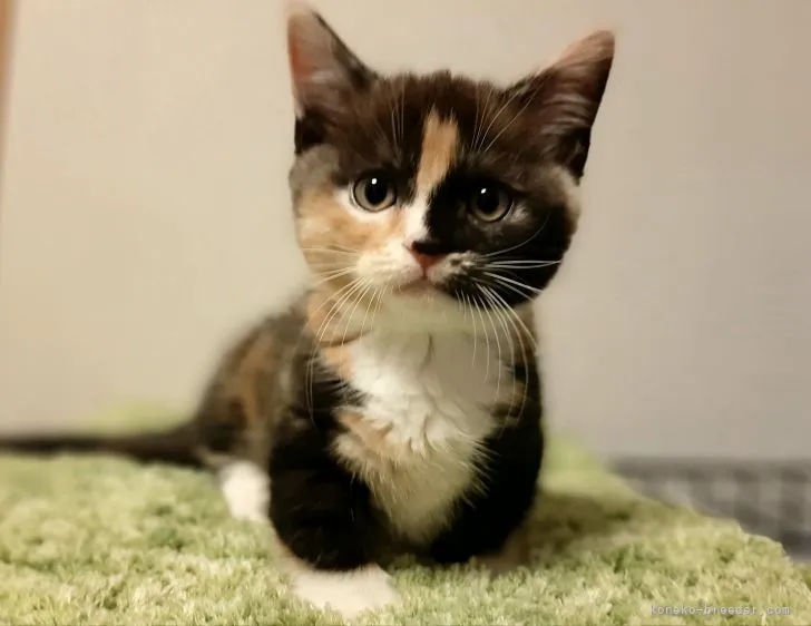 ID:2109-02147の子猫