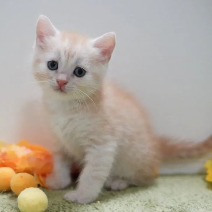 ID：2309-00473の子猫