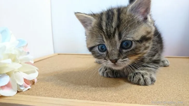 ID：1904-01485の子猫