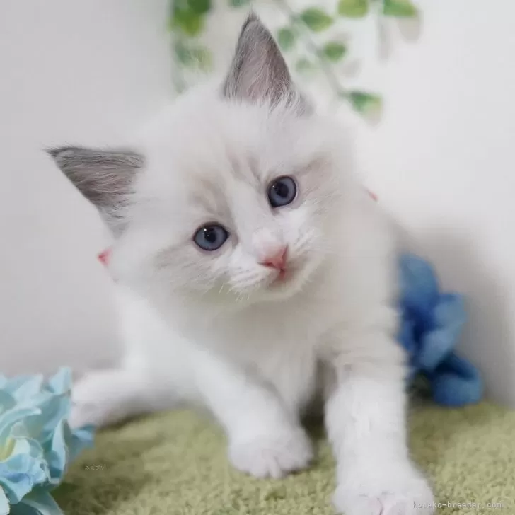 ID：2401-01445の子猫