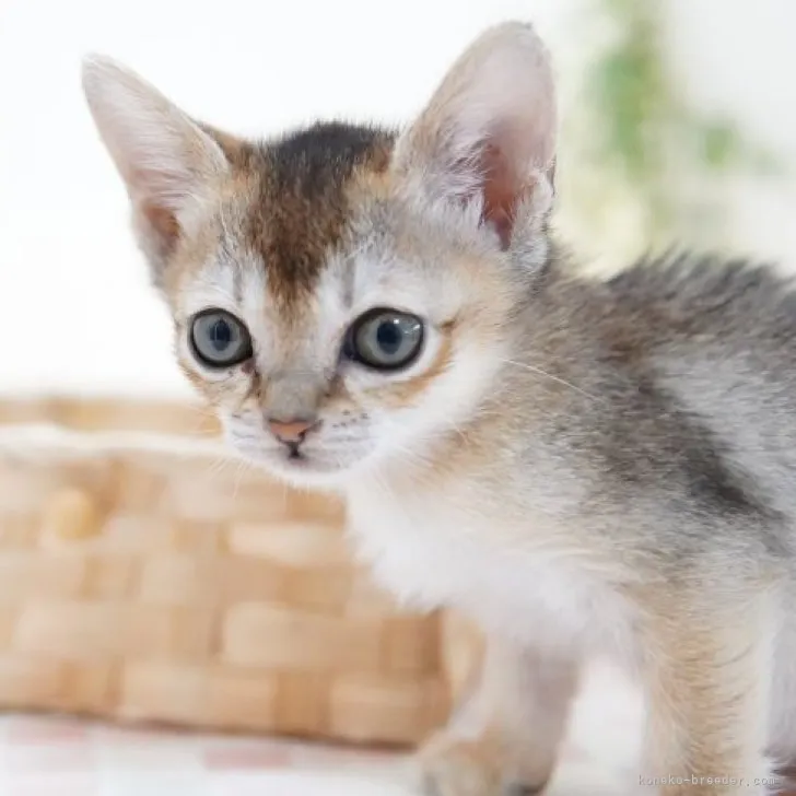 ひーぬん 様のお迎えした子猫