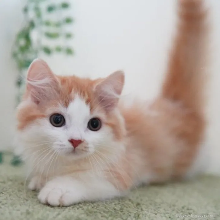 ID：2308-03336の子猫