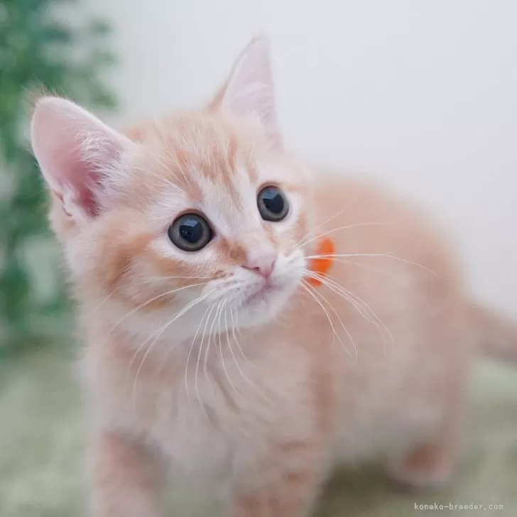 ID:2403-01893の子猫