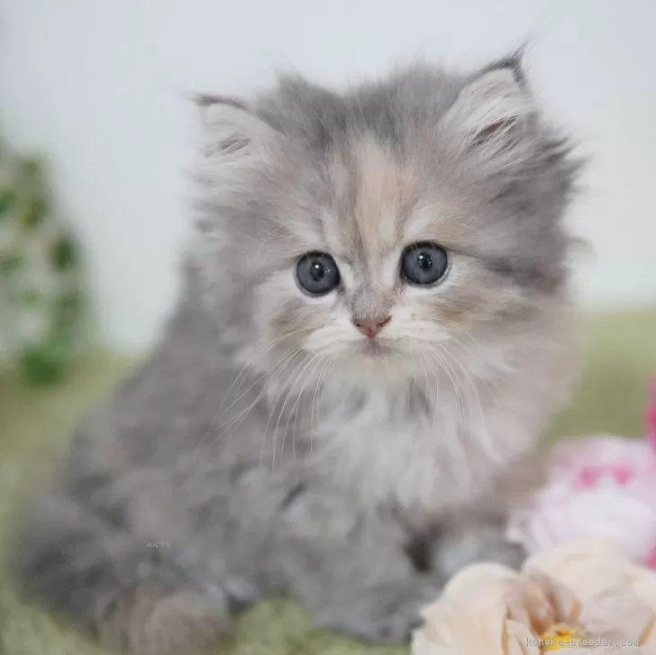 ID:2406-02199の子猫