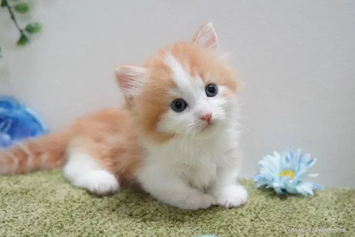 ID：2109-00190の子猫
