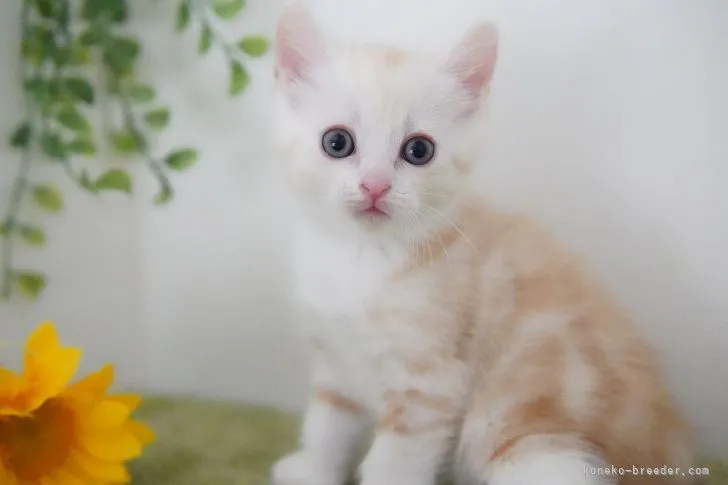 ID:2107-01800の子猫