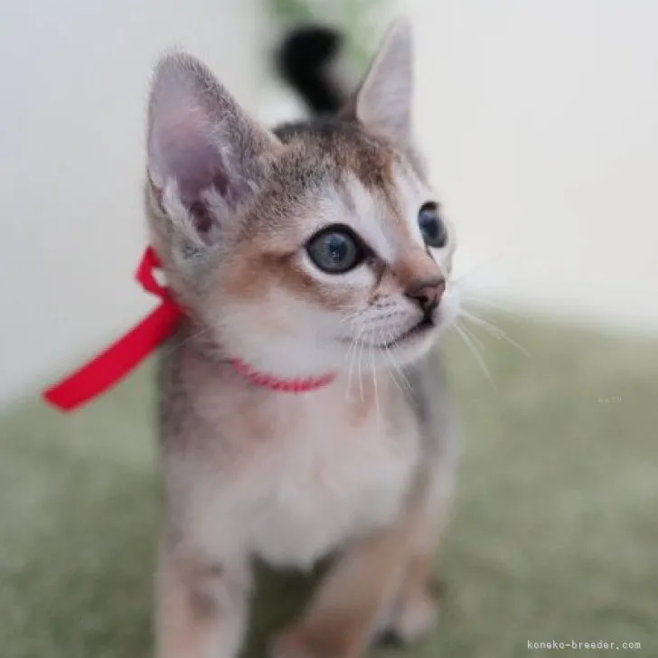 ID：2310-03010の子猫