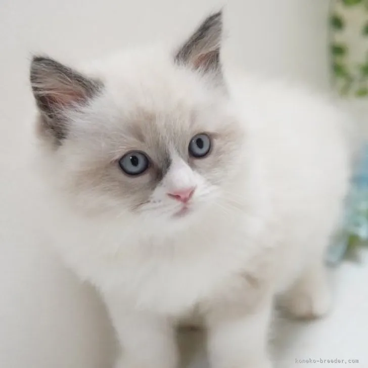 ID：2307-00040の子猫