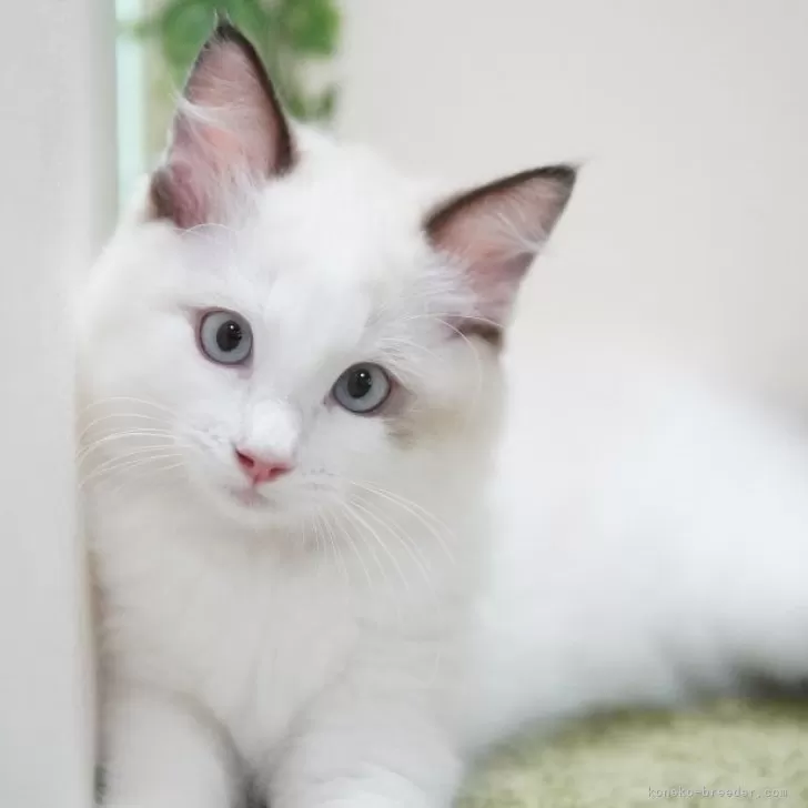 ID:2404-03158の子猫