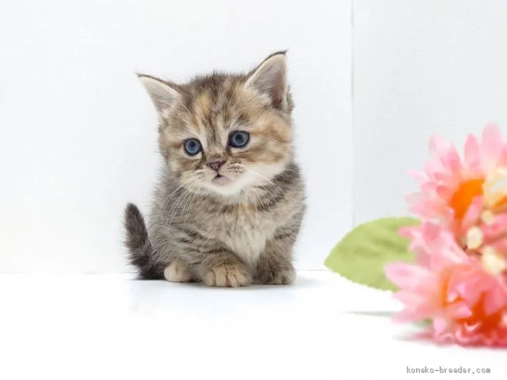ID:2004-00726の子猫
