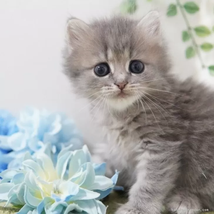 あやごま 様のお迎えした子猫