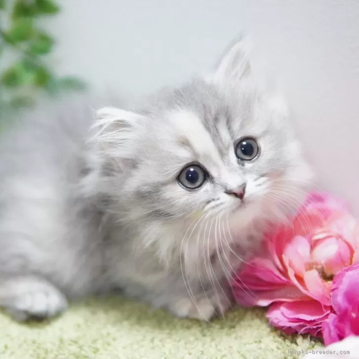 ID：2312-00407の子猫