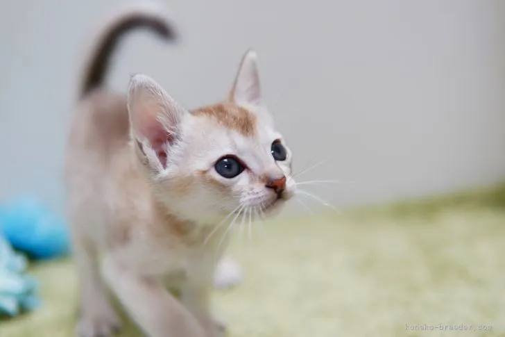 よよ 様のお迎えした子猫
