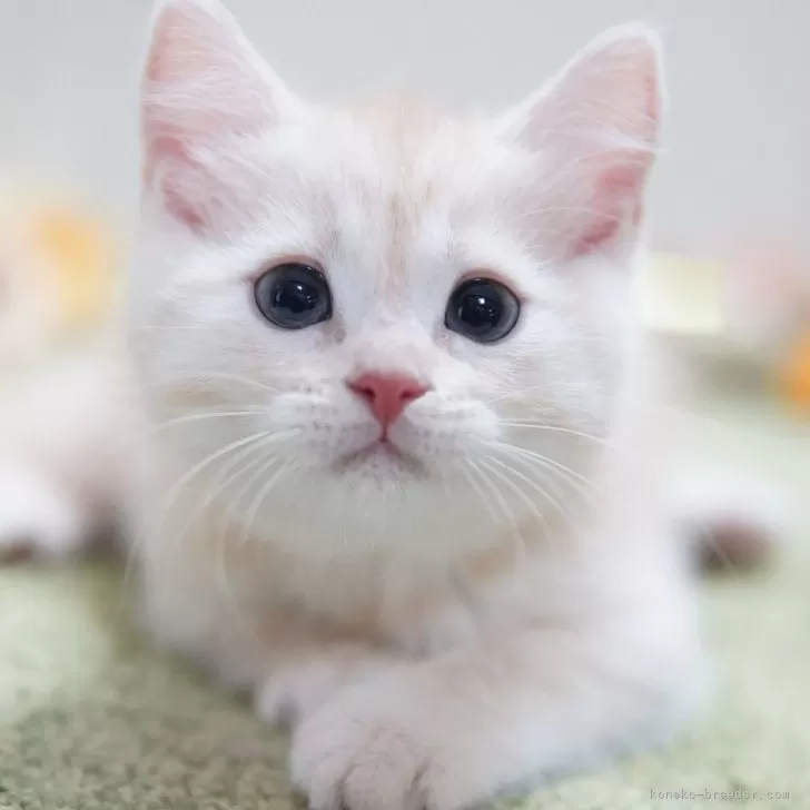ID：2401-01885の子猫
