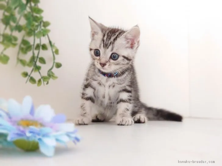ID：2008-01945の子猫