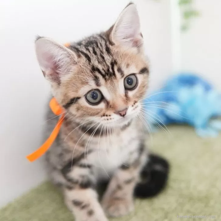 ID:2404-02190の子猫
