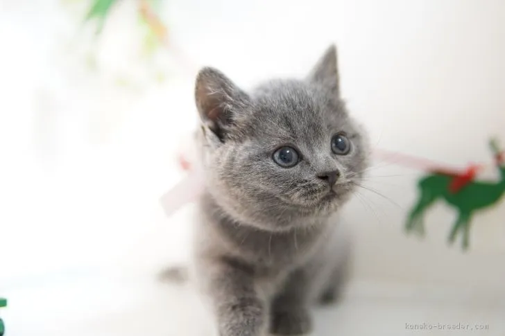 coco 様のお迎えした子猫
